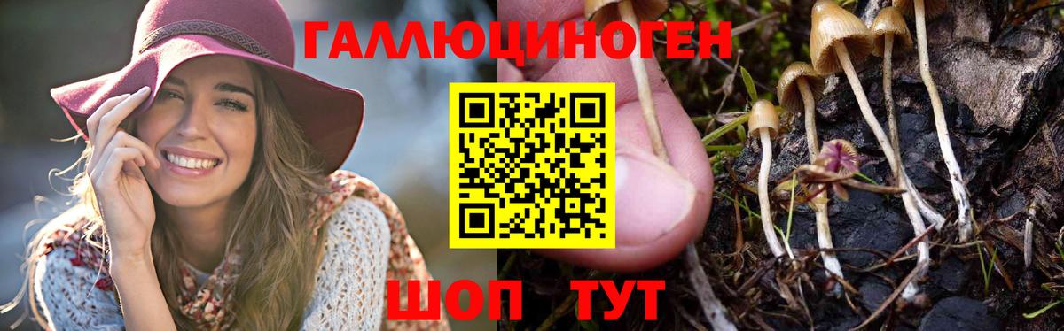 Галлюциногенные грибы Psilocybine cubensis Мичуринск